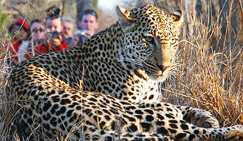 Game drive in Thornybush Game Reserve.