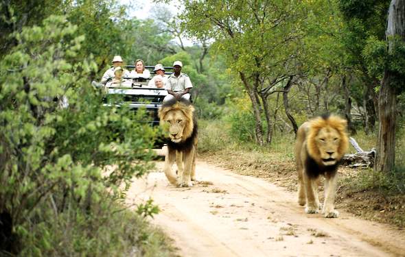 Monwana Game Lodge - Thornybush Private Game Reserve Activities